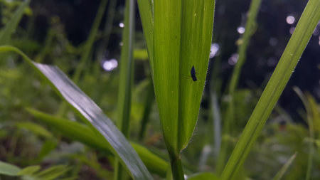 Jumping spiders perch on plant leaves. Photo taken in the forest.の写真素材