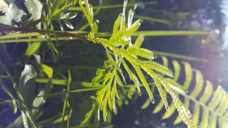 Phacelia tanacetifolia Benth. Photo taken in the forest.の写真素材