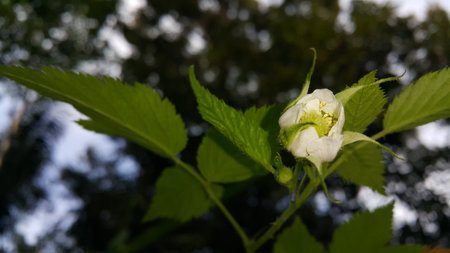 Beautiful Close-up of a Rubus Rosifolius flower not yet in bloom. The flower background is taken in the forest.の写真素材