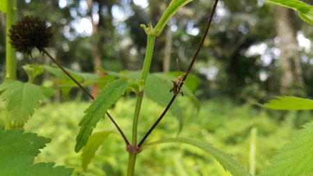 Rhombic Leatherbug insect on a plant. Photo taken in the forest.の写真素材
