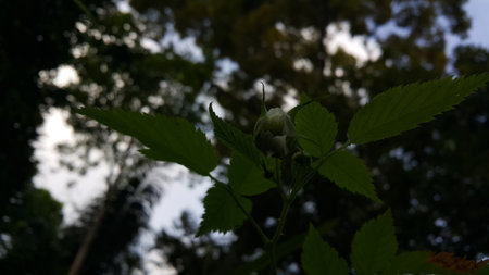 Beautiful Close-up of a Rubus Rosifolius flower not yet in bloom. The flower background is taken in the forest.の写真素材
