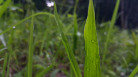 Background image of dew on grass leaves after rain. Photo taken in the mountains.の写真素材