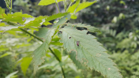 Mosquitoes perched on plant leaves. Photo taken in the forest.の写真素材