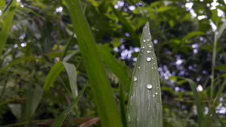 Background image of dew on grass leaves after rain. Photo taken in the mountains.の写真素材