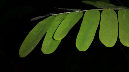 Beautiful forest plant leaves background. Wallpapers. Night shot.の写真素材