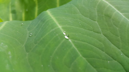 Very beautiful textured plant leaves background. Photo taken in the forest.の写真素材