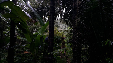Photo of a tree exposed to very heavy rain. Photo taken in the forest.の写真素材