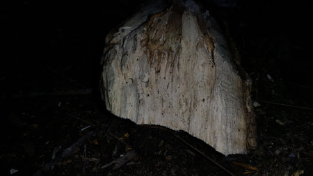 The texture of wood that has been eaten by termites. Photo taken in the forest.の写真素材
