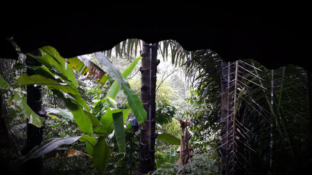 Photo of a tree exposed to very heavy rain. Photo taken in the forest.の写真素材