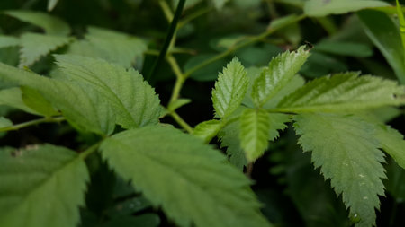 Very beautiful textured plant leaves background. Photo taken in the forest.の写真素材