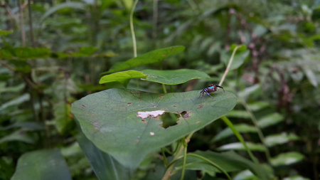 Spiders perch on the leaves. These spiders are known to eat small insects such as grasshoppers, flies, bees and other small spiders. Photo taken in the forest.の写真素材