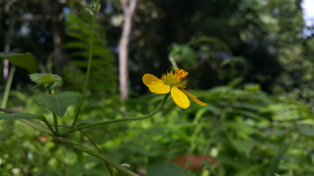 Very beautiful Wollastonia biflora flower background. This plant can treat insect bites, lacerations, festering wounds, swelling, heat or fever, and itching. Photo taken in the mountains.の写真素材