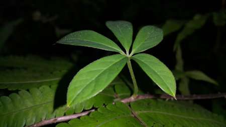 Textured plant leaves background. Photo taken in the forest. Plant leaf wallpaper.の写真素材