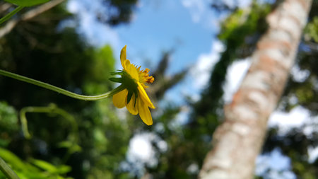 Unblown Wollastonia biflora flower background. Photo taken in the mountains.の写真素材