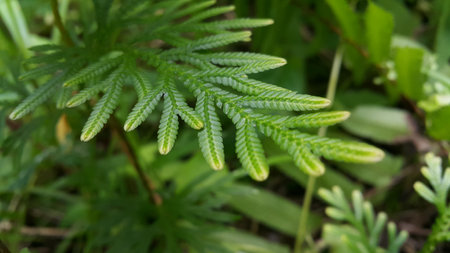 Phacelia tanacetifolia Benth plant leaf texture background. Photo taken on the mountain.の写真素材