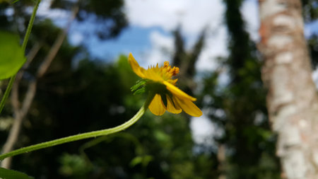 Very beautiful Wollastonia biflora flower background. This plant can treat insect bites, lacerations, festering wounds, swelling, heat or fever, and itching. Photo taken in the mountains.の写真素材