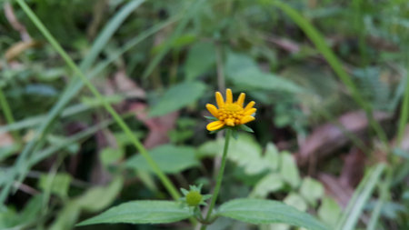 Unblown Wollastonia biflora flower background. Photo taken in the mountains.の写真素材