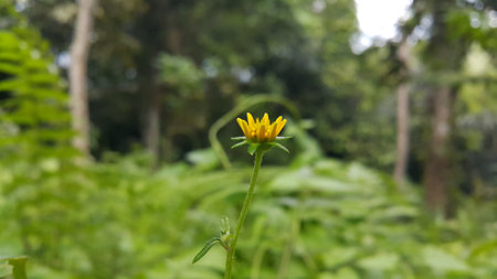 Unblown Wollastonia biflora flower background. Photo taken in the mountains.の写真素材