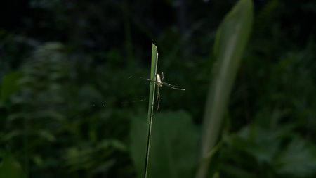 Long-jawed orb weavers or long jawed spiders (Tetragnathidae) are a family of araneomorph spiders. They have elongated bodies, legs, and chelicerae, and build small orb webs with an open hub with few.の写真素材