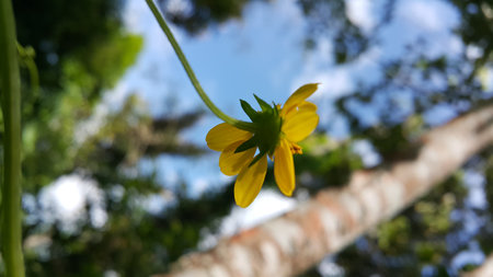 Very beautiful Wollastonia biflora flower background. This plant can treat insect bites, lacerations, festering wounds, swelling, heat or fever, and itching. Photo taken in the mountains.の写真素材