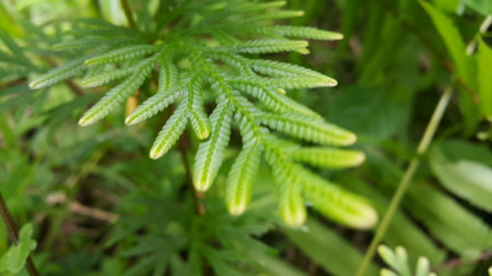 Phacelia tanacetifolia Benth plant leaf texture background. Photo taken on the mountain.の写真素材