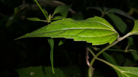 Textured plant leaves background. Photo taken in the forest. Plant leaf wallpaper.の写真素材