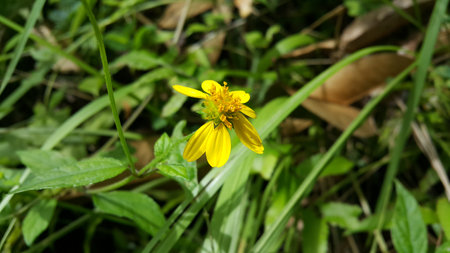 Very beautiful Wollastonia biflora flower background. This plant can treat insect bites, lacerations, festering wounds, swelling, heat or fever, and itching. Photo taken in the mountains.の写真素材