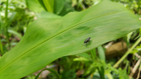 Black soldier fly species Hermetia illucens. Soldier fly species. Also known as the American Soldier Fly. Photo taken in the forest.の写真素材