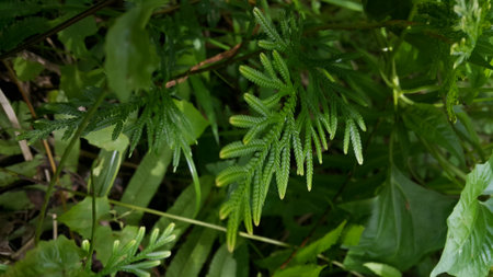 Phacelia tanacetifolia Benth plant leaf texture background. Photo taken on the mountain.の写真素材