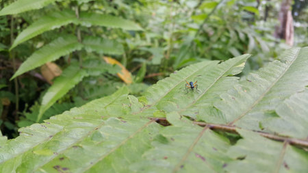 Photo of tarantula hawk, insect, wasp. Photo taken in the forest.の写真素材