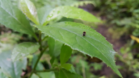 Small flies perch on the leaves. Has very large red eyes. Photo taken in the forest.の写真素材