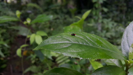 Small flies perch on the leaves. Has very large red eyes. Photo taken in the forest.の写真素材