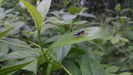 Photo of a black and red leafhopper perched on a plant leaf. Photo shot on the mountain.の写真素材