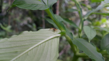 Photo of a jumping spider (Artabrus erythrocephalus) on a plant leaf. Photo shot on the mountain.の写真素材