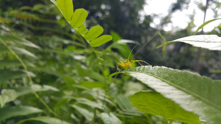 View of Lynx spider (oxyopidae) on green leaf. Photo shot on the mountain.の写真素材