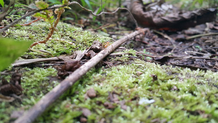 photo of soil and moss in the forestの写真素材