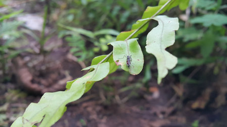 Mosquito resting on the grass. Male and female mosquitoes feed on nectar and plant juices, but many species of mosquitoes can suck the blood of animals. Photo shot in the forest.の写真素材