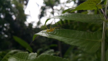 View of Lynx spider (oxyopidae) on green leaf. Photo shot on the mountain.の写真素材
