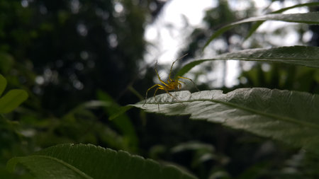 View of Lynx spider (oxyopidae) on green leaf. Photo shot on the mountain.の写真素材