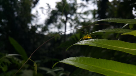 View of Lynx spider (oxyopidae) on green leaf. Photo shot on the mountain.の写真素材