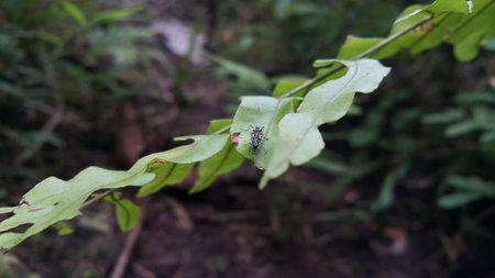 Mosquito resting on the grass. Male and female mosquitoes feed on nectar and plant juices, but many species of mosquitoes can suck the blood of animals. Photo shot in the forest.の写真素材