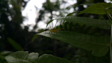 View of Lynx spider (oxyopidae) on green leaf. Photo shot on the mountain.の写真素材