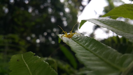 View of Lynx spider (oxyopidae) on green leaf. Photo shot on the mountain.の写真素材