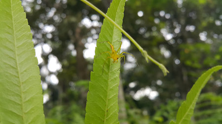 View of Lynx spider (oxyopidae) on green leaf. Photo shot on the mountain.の写真素材
