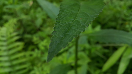 Dark green leaf texture background. Photo shot in the forest.の写真素材
