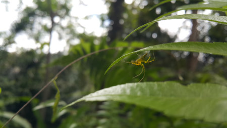 View of Lynx spider (oxyopidae) on green leaf. Photo shot on the mountain.の写真素材