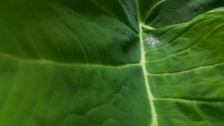 Fresh water drop dew on green taro leaf. Tropical leaves concept wallpaper background. Photo shot in the jungle.の写真素材