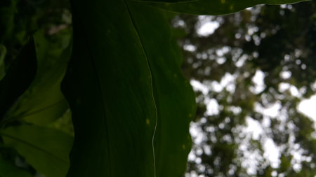 Orchid leaf background. Photo taken in the forest.の写真素材