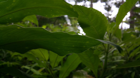 Orchid leaf background. Photo taken in the forest.の写真素材