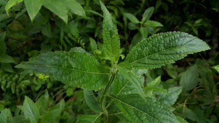 Textured plant leaves background. Photo shot in the forest.の写真素材